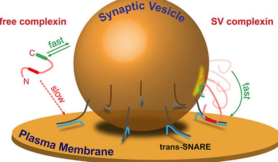 synaptic vesicle diagram 
